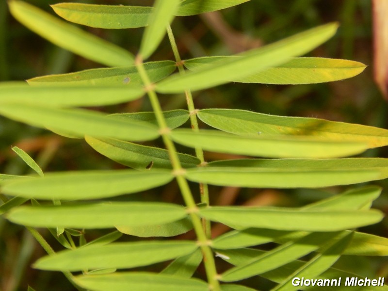 Onobrychis cfr. viciifolia